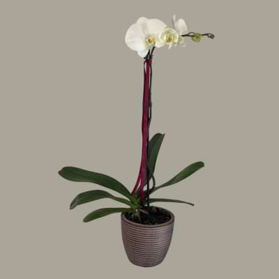 Large orchid