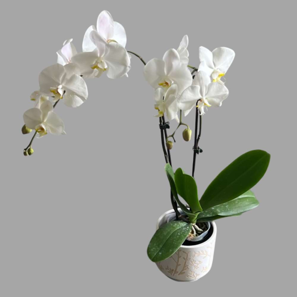 ORCHID PLANT